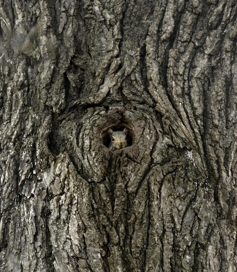 Squirrel peeking out from a hole in a tree.