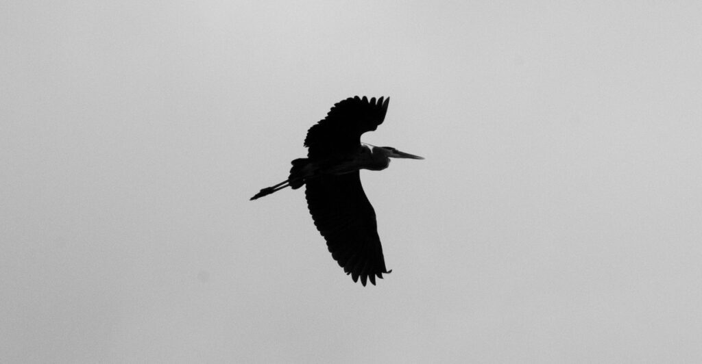 Silhouette of a heron flying through the sky, wings spread.