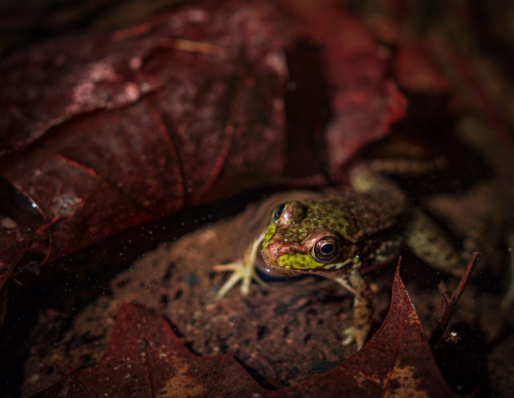 frog on leaves.